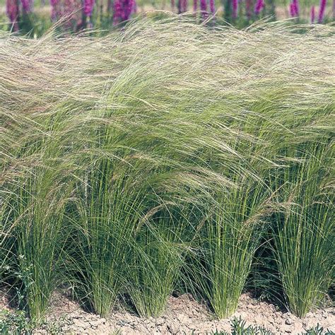 Stipa Pony Tails Seed Stipa