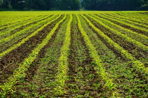 A Simple Guide to Cover Crops | Best Practices You Need to Adopt