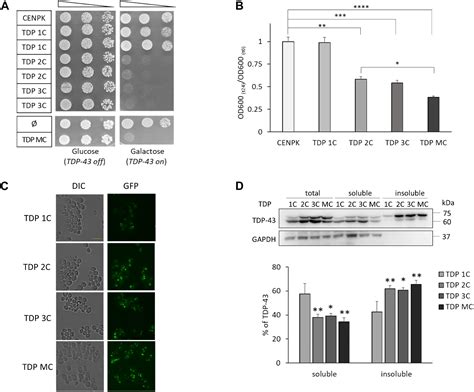 Frontiers Nucleolin Rescues TDP 43 Toxicity In Yeast And Human Cell