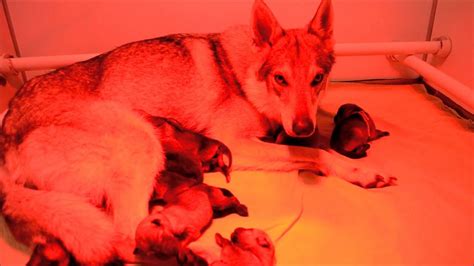 Chiots Chiens loup Tchécoslovaque âgés de 2 jours Elevage Gaia Vlka