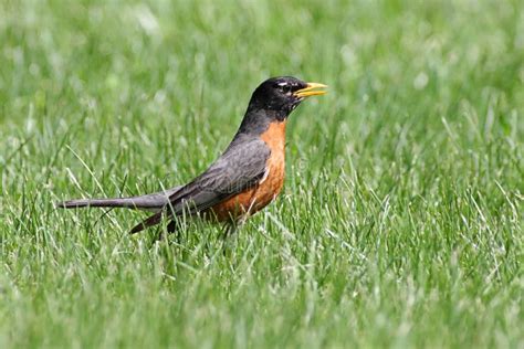 American Robin Turdus Migratorius Stock Image Image Of Birds