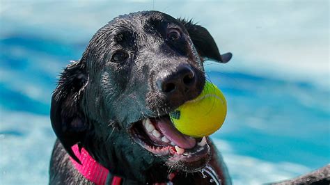 Gate Splash Stevens Point Pool Opens Its Waters To Local Dogs To Close