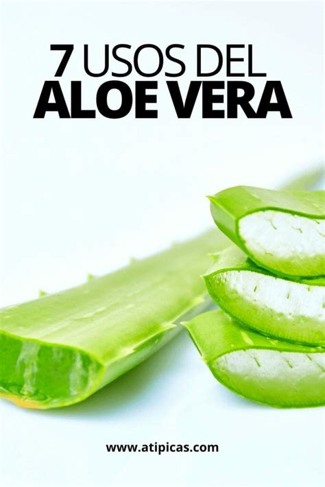 7 usos del Aloe vera Especies de suculentas Atípicas Suculentas