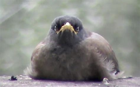 Juvenile Common Myna Snoozing On Our Balcony Parapet Bird Ecology