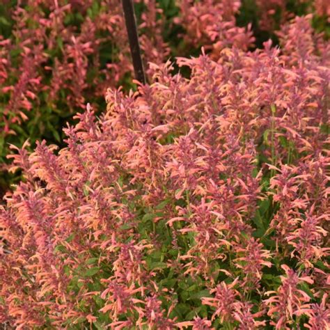 Guava Lava Hummingbird Mint Agastache Mexican Hyssop Pink Flowers