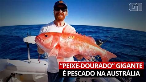 Homem Pesca Peixe Dourado Gigante Na Austr Lia Mundo G