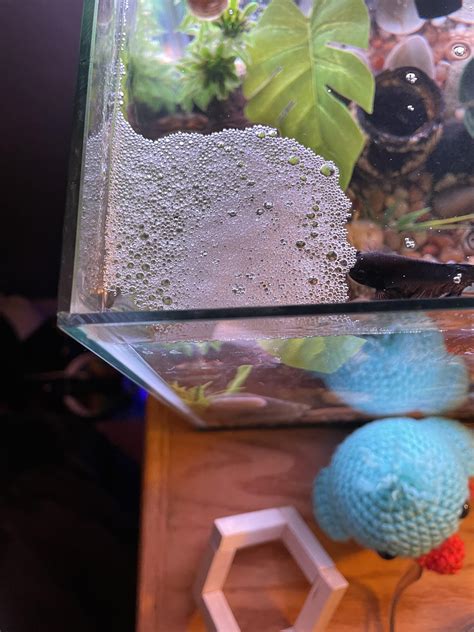 Bubble Nest : r/bettafish