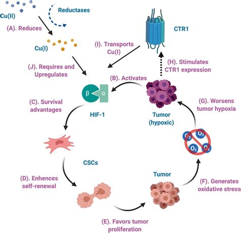 Possible Role Of Copper In Tumor Hypoxia A Cu II Is Reduced To Cu I