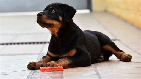 Aprender Sobre Imagem Melhor Ra O Rottweiler Br Thptnganamst Edu Vn