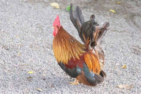 Premium Photo High Angle View Of Rooster