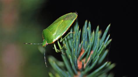 MObugs: Green Stink Bug