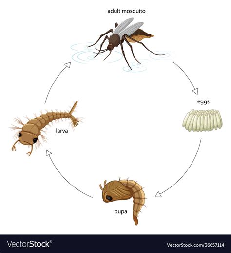 Diagram Showing Mosquito Life Cycle On White Vector Image