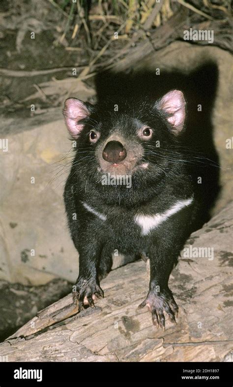 Sarcophilus Harrisi Tasmanian Devil Hi Res Stock Photography And Images