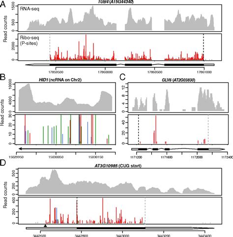 Super Resolution Ribosome Profiling Reveals Unannotated Translation