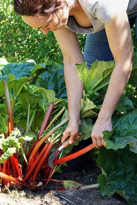 When and How to Harvest Rhubarb | Gardener’s Path