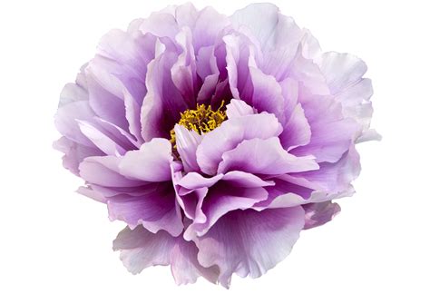 Peonies Transparent Png Png Mart