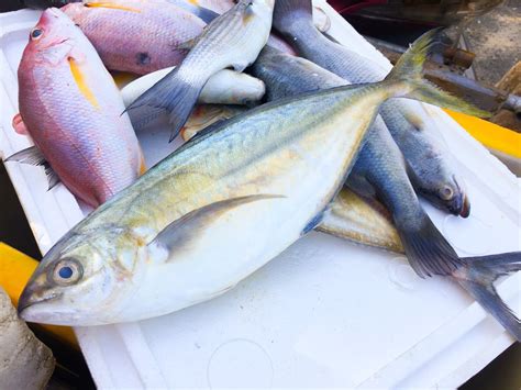 Can You Eat Jack Crevalle? - Fishmasters.com