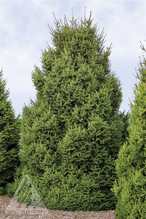 Picea Abies Clanbrassiliana Stricta Dwarf Norway Spruce Kigi Nursery