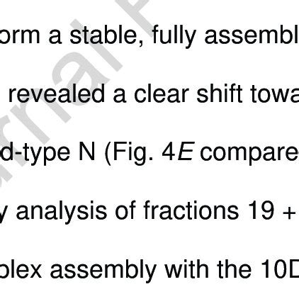 D Both Assays Revealed A Laddering Of VRNP Complexes Consistent With