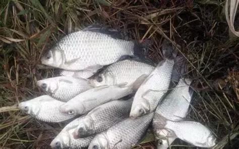 農村小伙在河邊釣魚，卻不料釣上了一條魚中之王，果斷帶回家紅燒 每日頭條