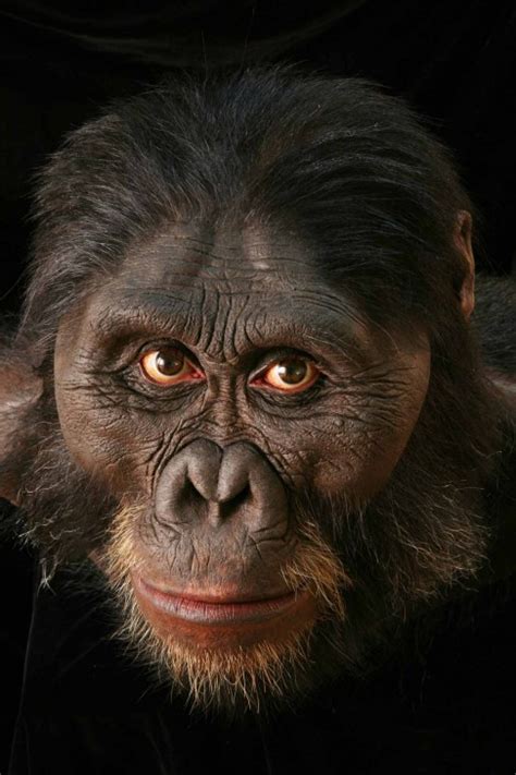 Smithsonian Insider – australopithecus_afarensis | Smithsonian Insider