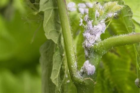 Adiós cochinilla algodonosa así debes usar aceite para combatir esta