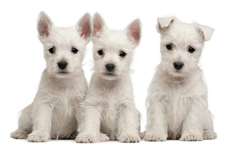 West Highland Terrier Puppies 7 Weeks by Life On White