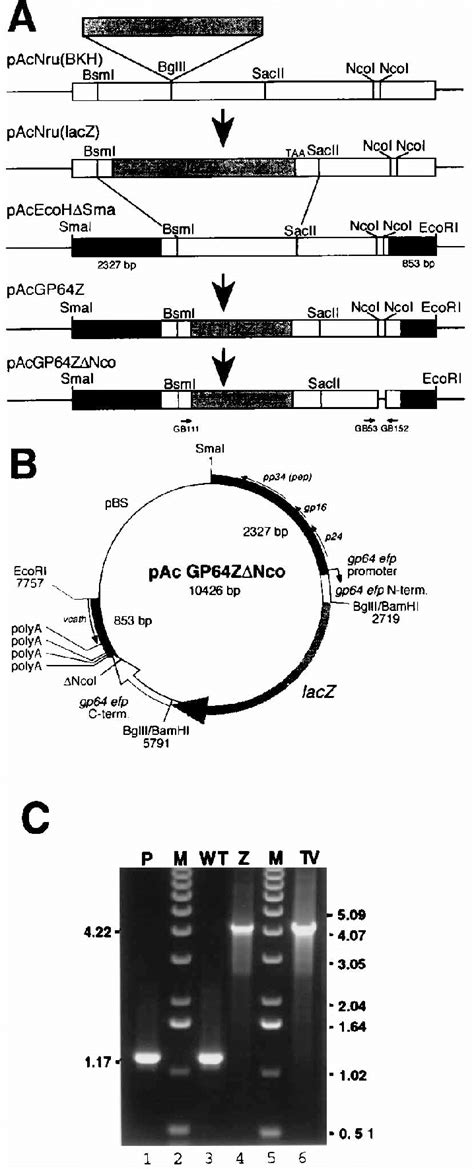 Insertional Mutagenesis Of The Acmnpv Gp64 Efp Gene A Construction