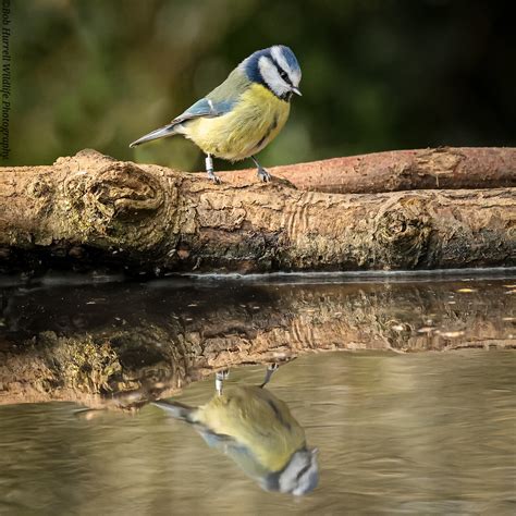 Blue Tit Martin Mere WWT Bob Hurrell Wildlife Flickr