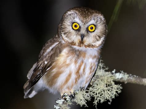 Northern Saw Whet Owl Ebird