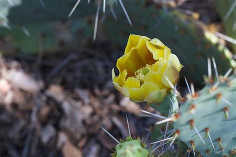 Free Images Nature Cactus Flower Produce Botany Yellow Flora