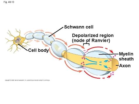 Chapter Neurons Synapses And Signaling Power Point