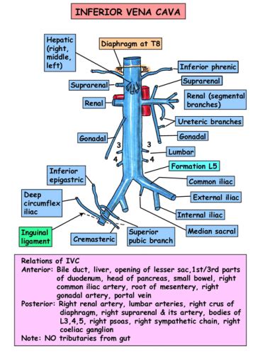 Functions and Anatomy of Inferior Vena Cava