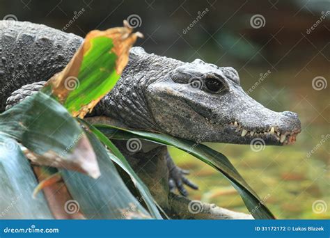 West African Dwarf Crocodile Stock Photography - Image: 31172172