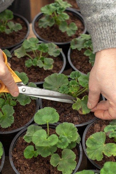 How To Keep Geraniums Blooming 3 Secrets To Big Blooms All Summer Artofit