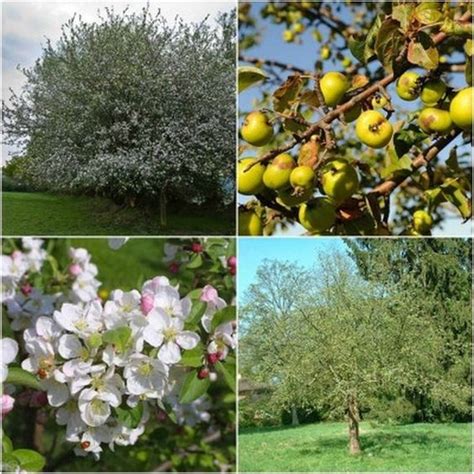 Apple Tree Zone 6 - Lara Fruit