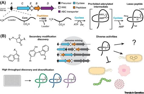 Advances In Lasso Peptide Discovery Biosynthesis And Function Trends