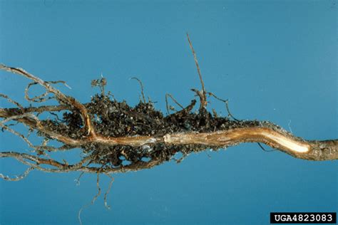 Phytophthora Root Rot Phytophthora Cinnamomi On Sand Pine Pinus Clausa 4823083