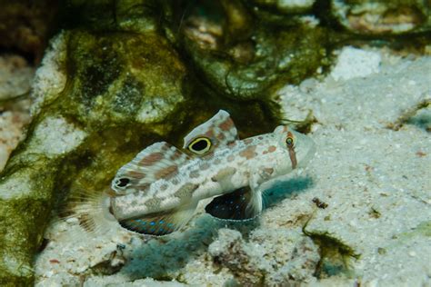 Two Spot Goby Fish And Coral Store