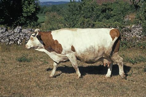 Montbeliarde Domestic Cattle, a French Breed Stock Image - Image of ...