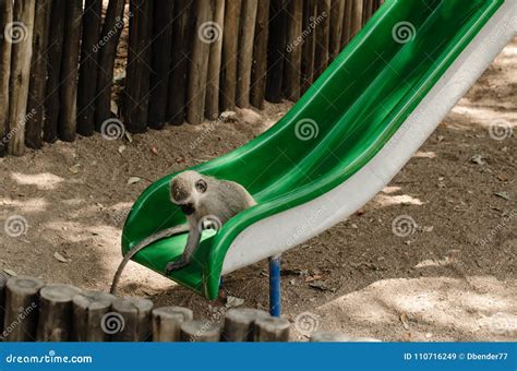 Long Tailed Monkey Checking Out The Sliding Board Stock Image Image