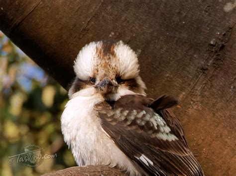 Laughing Kookaburra Tasview