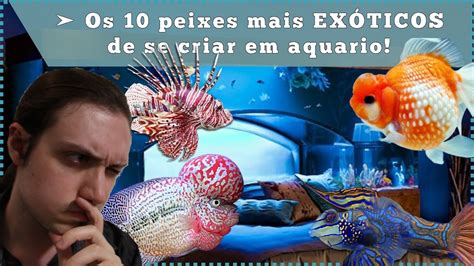 Os 10 Peixes Mais ExÓticos De Se Criar Em Aquário Youtube