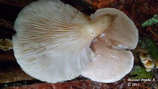 Un micólogo aficionado Pleurotus dryinus