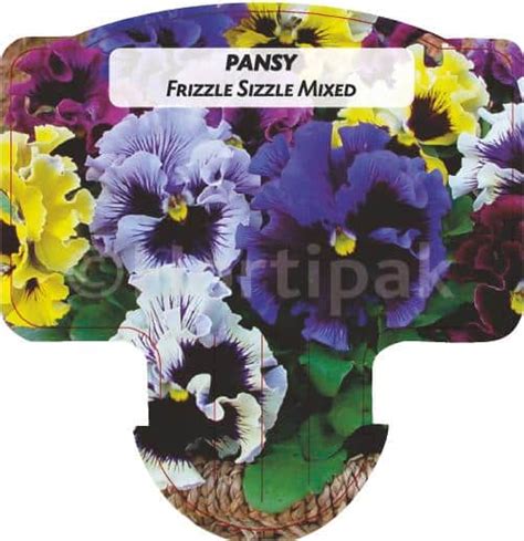 Pansy Frizzle Sizzle Mixed Hortipak E Store