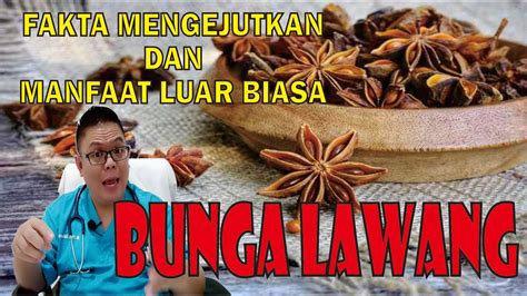 FAKTA MENGEJUTKAN DAN MANFAAT BUNGA LAWANG UNTUK KESEHATAN YouTube