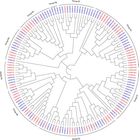 Phylogenetic Tree Of Wrky Domains Of Tcwrkys And Atwrkys Tcwrkys Were