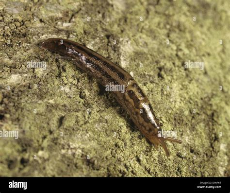 Leopard Slug Limax Maximus Stock Photo Alamy