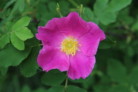 Alberta Wild Rose Free Stock Photo Public Domain Pictures