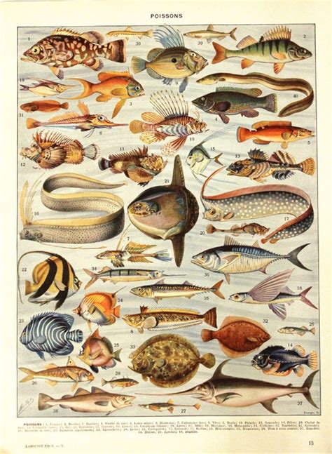 Fish Poster 1936 Vintage Fish Print Vintage Kitchen Decor Fish Etsy